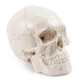 thumbnail image 1 of Anatomical Human Skull Model, 3-part, Numbered, Life Size, 1 of 5