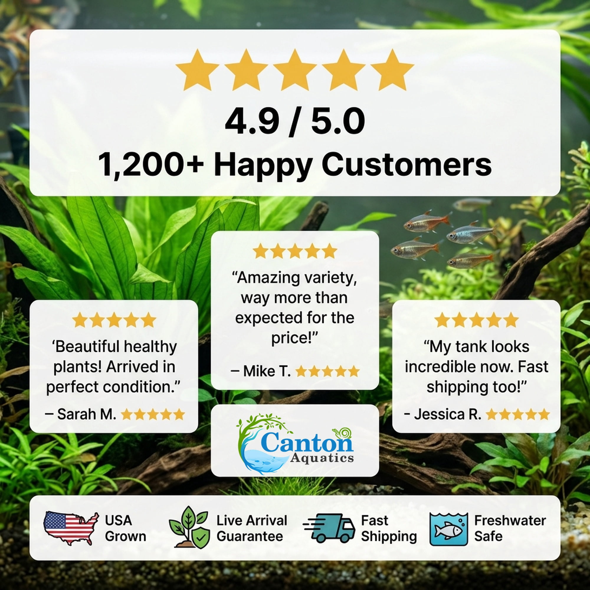 Amazon Sword Assorted Bundle, 10 Live Freshwater Aquarium Plants, Bare Root, 5–8 Inches
