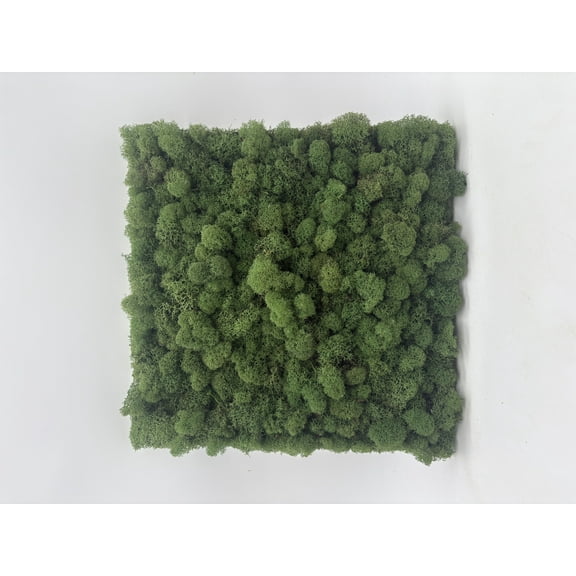 Generic Preserved Deerfoot Moss Wall Panel, Natural Green, Living Art Square Tiles for Terrariums, 12x12 Inch