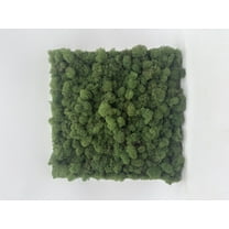 Generic Preserved Deerfoot Moss Wall Panel, Natural Green, Living Art Square Tiles for Terrariums, 12x12 Inch