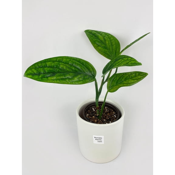 Bumble Plants Monstera Peru Karstenianum - Full Live Colorful Houseplant in Nursery Pot, Easy Care, Indoor Plant for Beginners