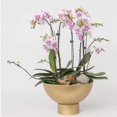 thumbnail image 2 of Maceta de orquídea de patas altas sencilla, de hierro dorado, con boca ancha, para decoración navideña, maceta Phalaenopsis, para jardinería doméstica, 2 of 5