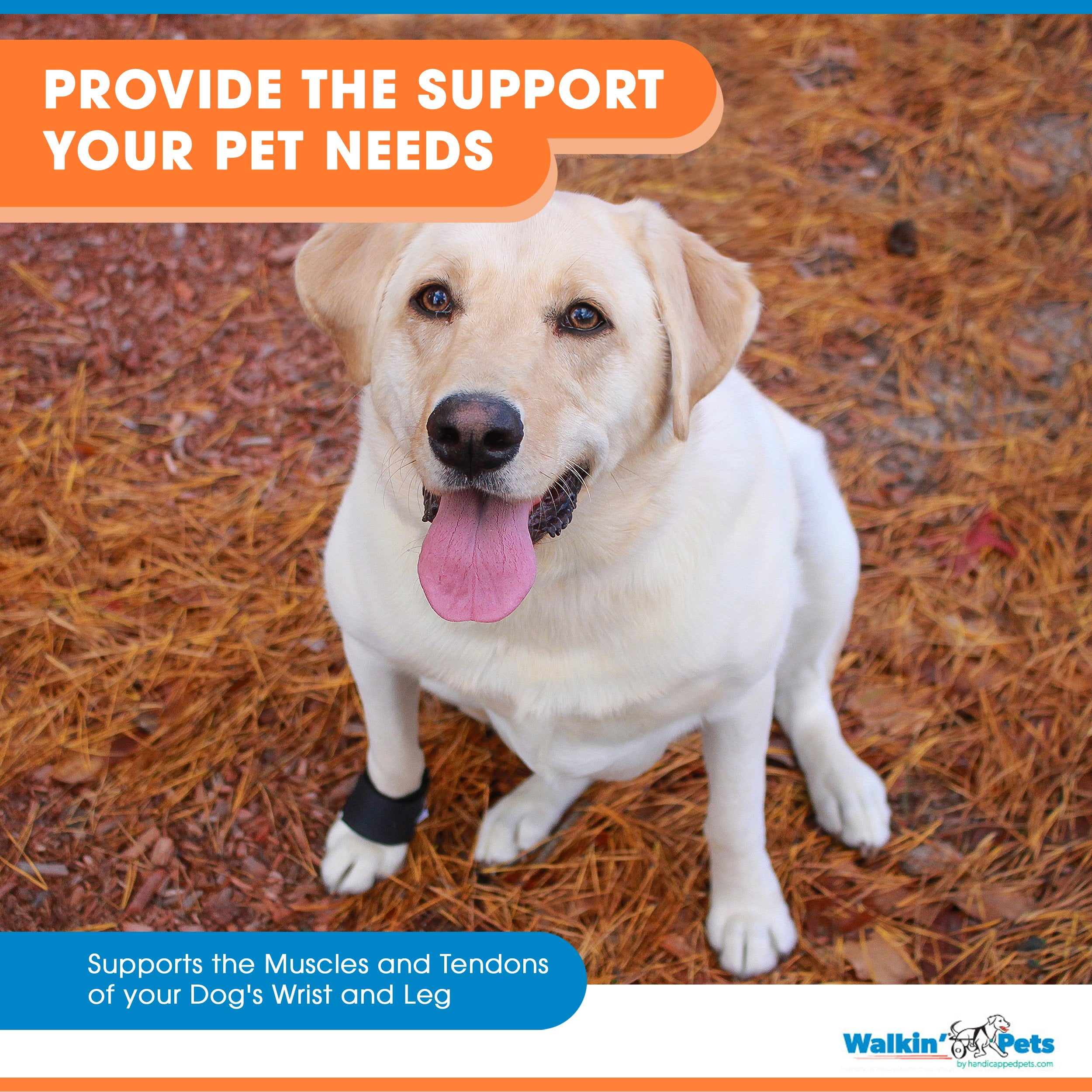 dog wrist brace
