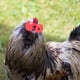 thumbnail image 2 of 150 Uds gafas de gallina gallo Anti mirones de lucha anteojeras de aves de corral gafas de plástico para pollo, 2 of 5