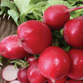 thumbnail image 4 of Ferry-Morse 1.3G Radish Champion Annual Vegetable Seeds, Full Sun, 4 of 11