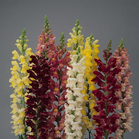 Snapdragon Flower Seeds - Rocket Series F1 - 1000 Seeds - Mix Color Blooms - Annual Flower Garden - Border