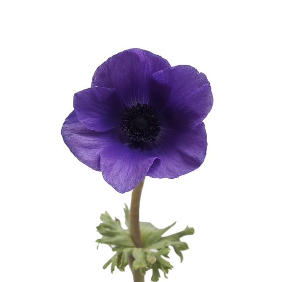 Anemones 100 Stems of Blue Farm Direct Fresh Cut Flowers by Bloomingmore