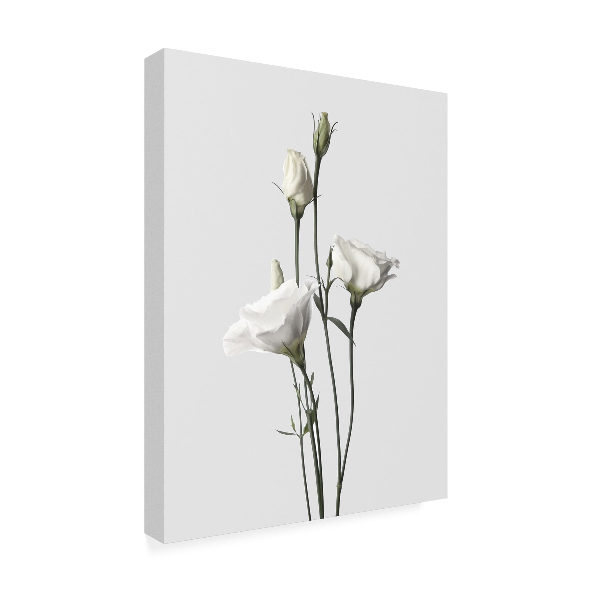 Trademark Fine Art 'Lisianthus White Fabrikken' Canvas Art by Design Fabrikken