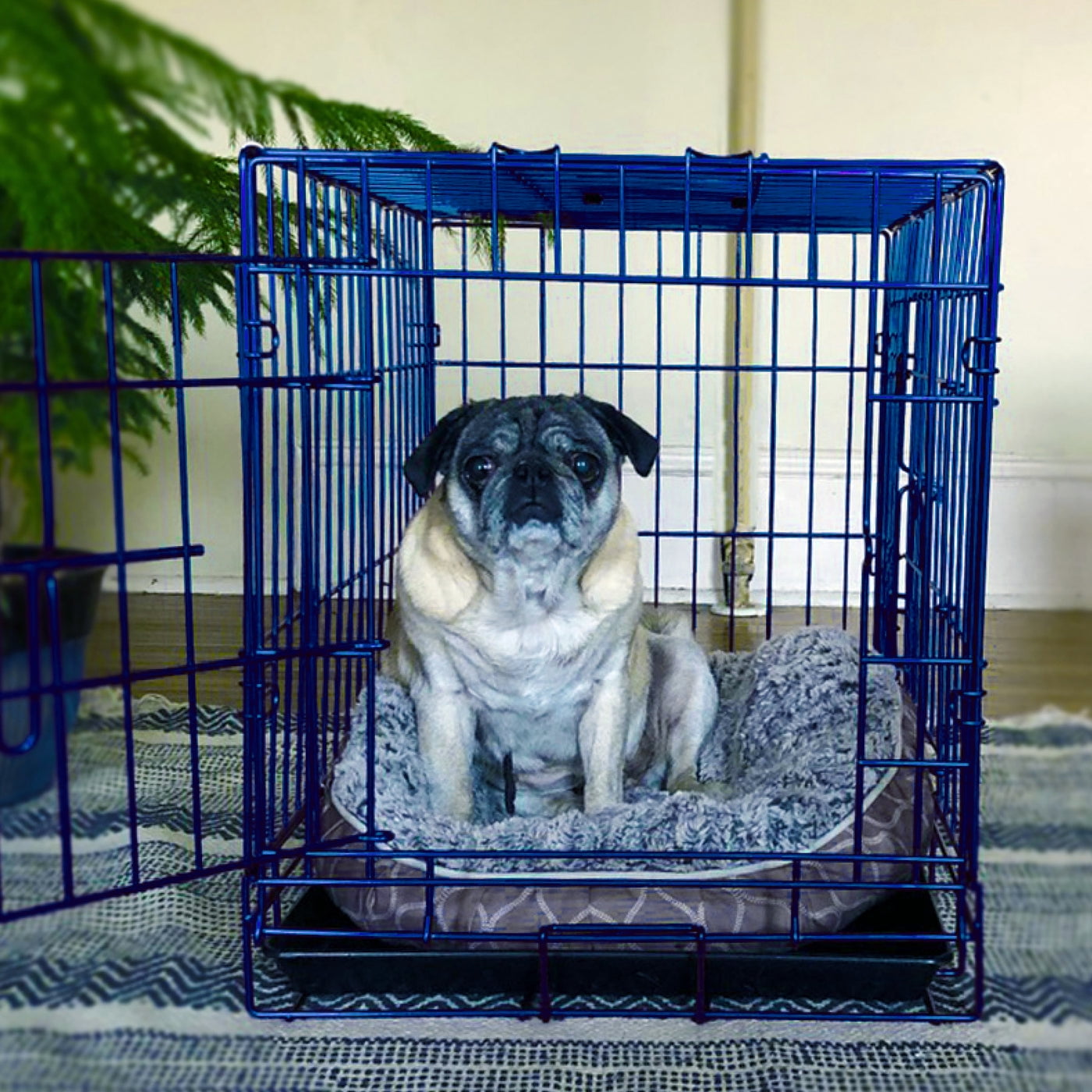 Pet Expressions Blue 24 Inch Colored Metal Wire Dog Crate - Available in Various Sizes and Colors