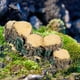 thumbnail image 5 of Matsuzay Puente de jardín en miniatura hecho de tocón de árbol, materiales elegidos para regalo, decoración de micropaisaje Decoración del hogar, 5 of 6