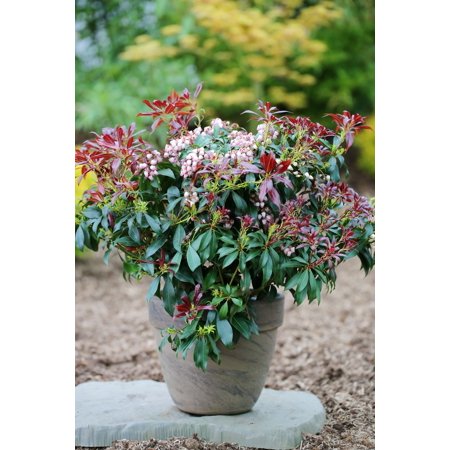 RedCrocus Katsura Japanese Andromeda Pieris japonica Evergreen Shrub- Fragrant White Flowers, Shade-Loving, Low Maintenance 5 Gallon