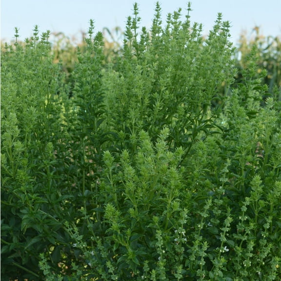 Organic Fino Verde Basil Seeds - 2 g Packet ~1250 Seeds - Non-GMO, Heirloom - Growing Microgreens, Herb Garden - Ocimum basilicum