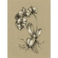 thumbnail image 2 of Art.com Botanical Sketch Black and White V Art Print by Ethan Harper, 12" x 16", 2 of 4