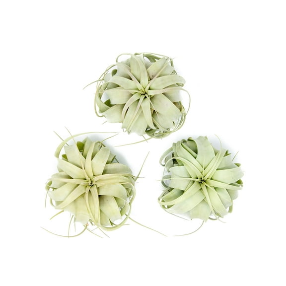 Large Xerographica Air Plants 5 to 7 Inch Wide - Live Tillandsia Succulent House Plants - Available in Wholesale and Bulk - Home and Garden Decor - Easy Care Indoor and Outdoor Plants ( Pack of 3)