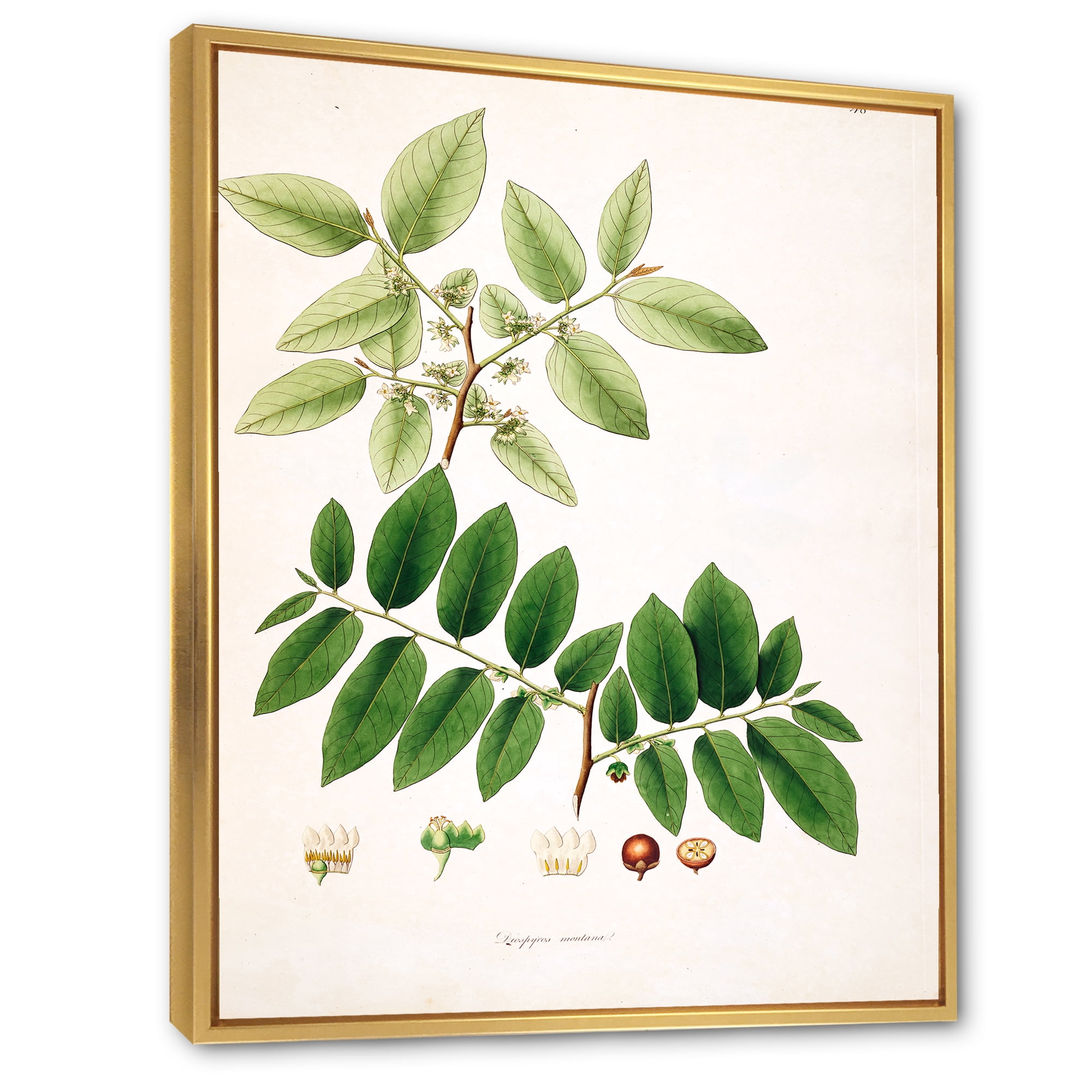 Designart 'Ancient Botanicals XIV' Farmhouse Framed Canvas Wall Art Print