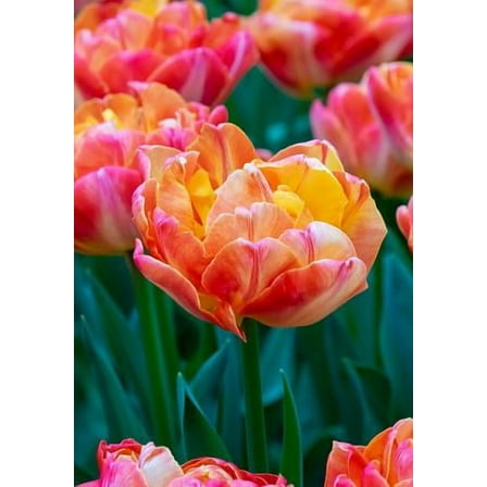 Apricot Symbiose Double Early Tulip - 5 Bulbs - 11/12 cm Bulbs