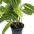 thumbnail image 3 of Live Lemon Green Maranta, Lemon Prayer Plant, Vine Houseplant, Christmas Gift, Trailing Indoor Plant, Office Gift for Co-Worker, Housewarming Gift, Mom Birthday Gift in 4" Pot, 3 of 5
