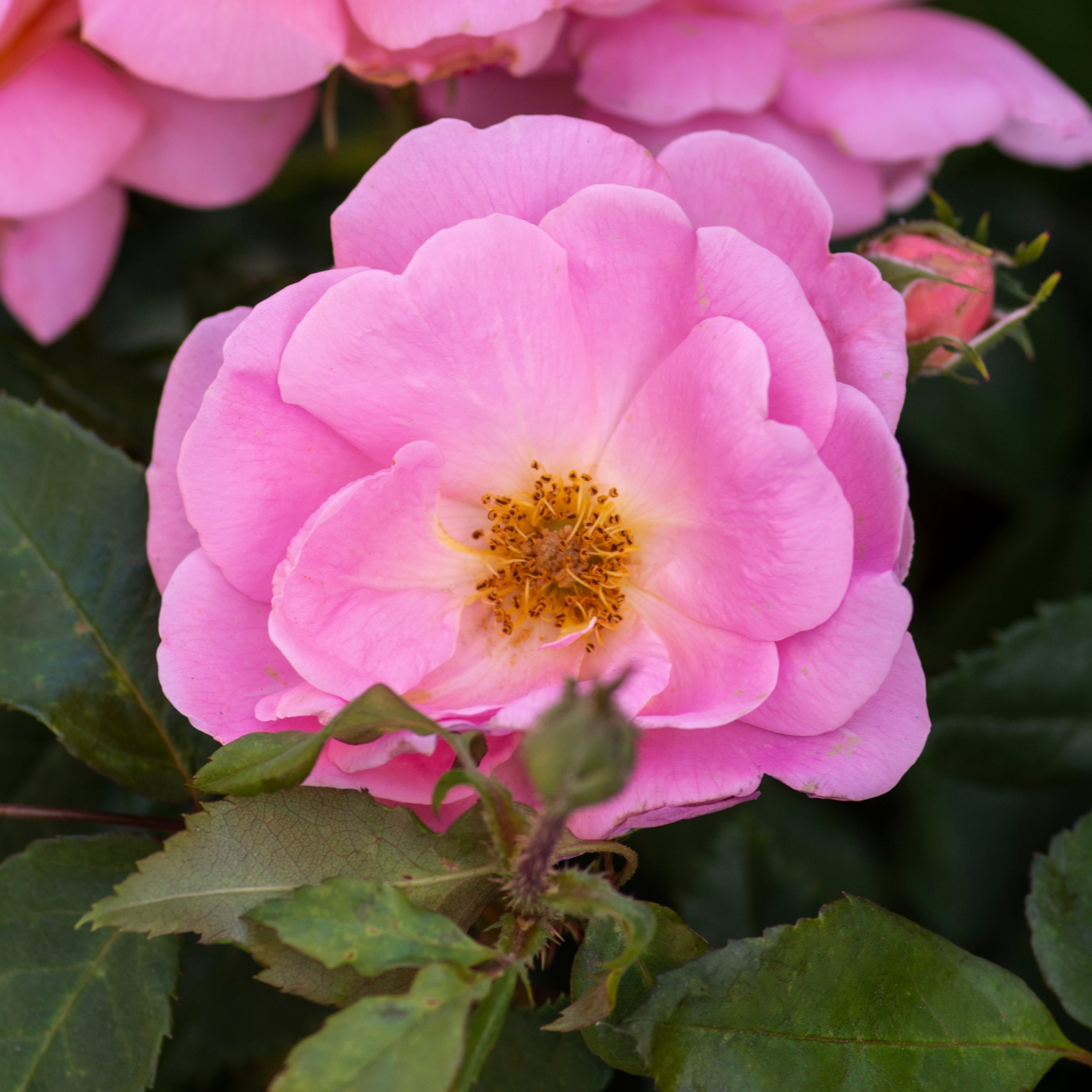 National Plant Network 1 gal. Rose Knockout Peachy