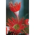 thumbnail image 2 of Erin Berzel 11x14 White Modern Wood Framed Wall Art Titled - Summer Bloom XII, 2 of 5