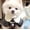IM, variant on TYShandao Pet Collar, Pet Pearl Necklace, Cat and Dog Pearl Collar