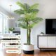 thumbnail image 4 of 7 - foot (2 - piece) plastic multi - stem palm tree decorations: realistic indoor plant para home o oficina, low - maintenance, 4 of 5