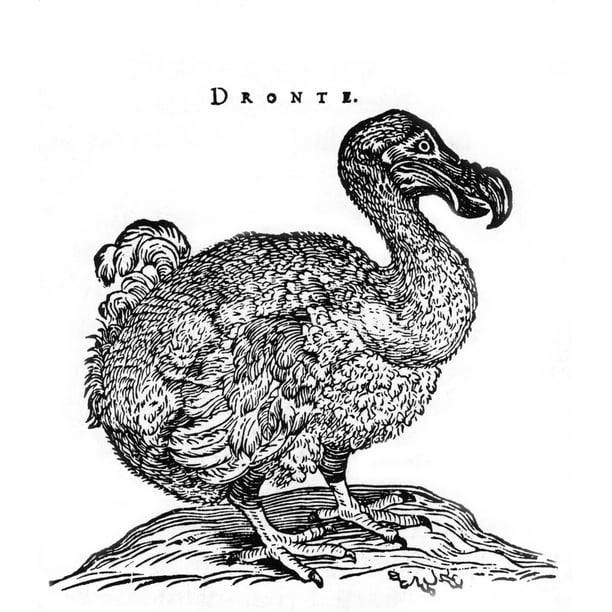 Raphus cucullatus Extinct Dodo Bird Poster Print by Science Source ...