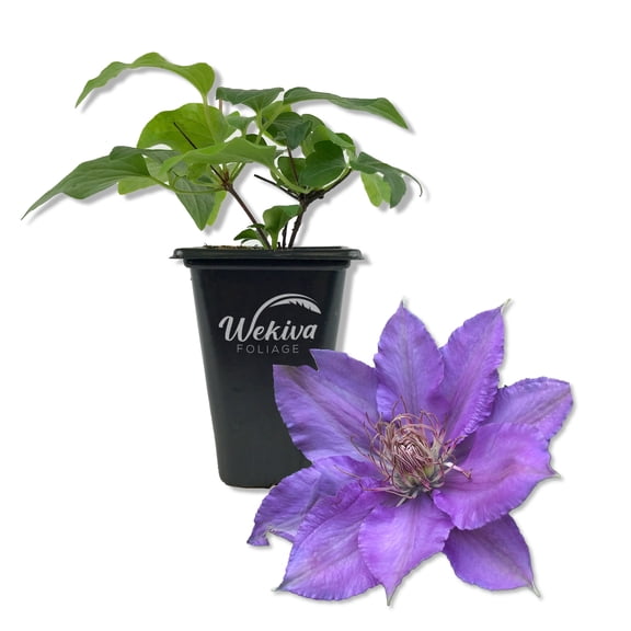 Clematis Bijou - Live Starter Plant in a 2 Inch Growers Pot - Starter Plants Ready for The Garden - Rare Clematis for Collectors
