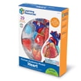 thumbnail image 6 of Learning Resources Heart Anatomy Model, Anatomy for Kids Ages 8 and Up, 6 of 7