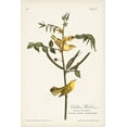 thumbnail image 2 of Audubon, John James 23x32 White Modern Wood Framed Museum Art Print Titled - Pl. 35 Childrens Warbler, 2 of 4