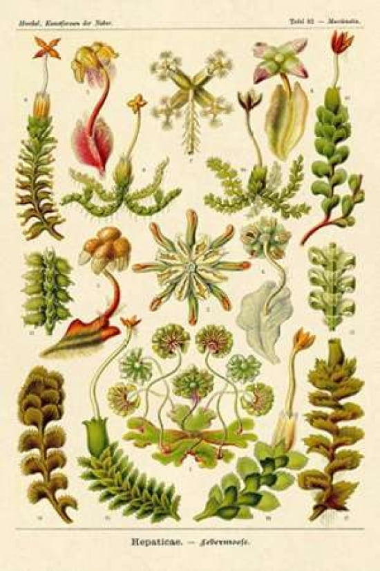 Haeckel Nature Illu