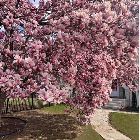 Saucer Magnolia Shrub/Tree 6-12" Tall Soulangeana Plant - Live Bush - Potted Seedling - 2.5" Pot - Magnolia x Soulangeana