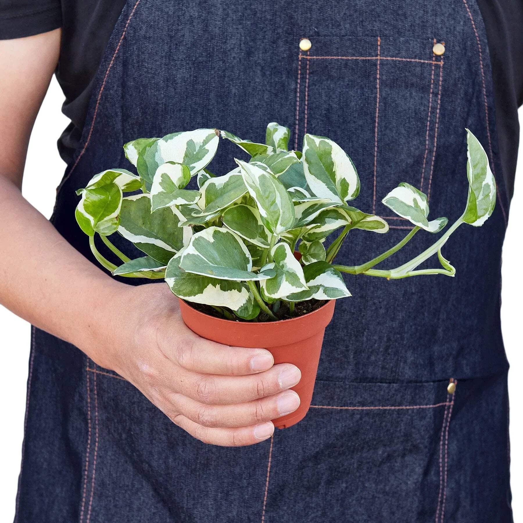 Pothos 'N'joy', 6" Pot, Indoor Houseplant, Easy Care, Live Plant for Indoor & Outdoor