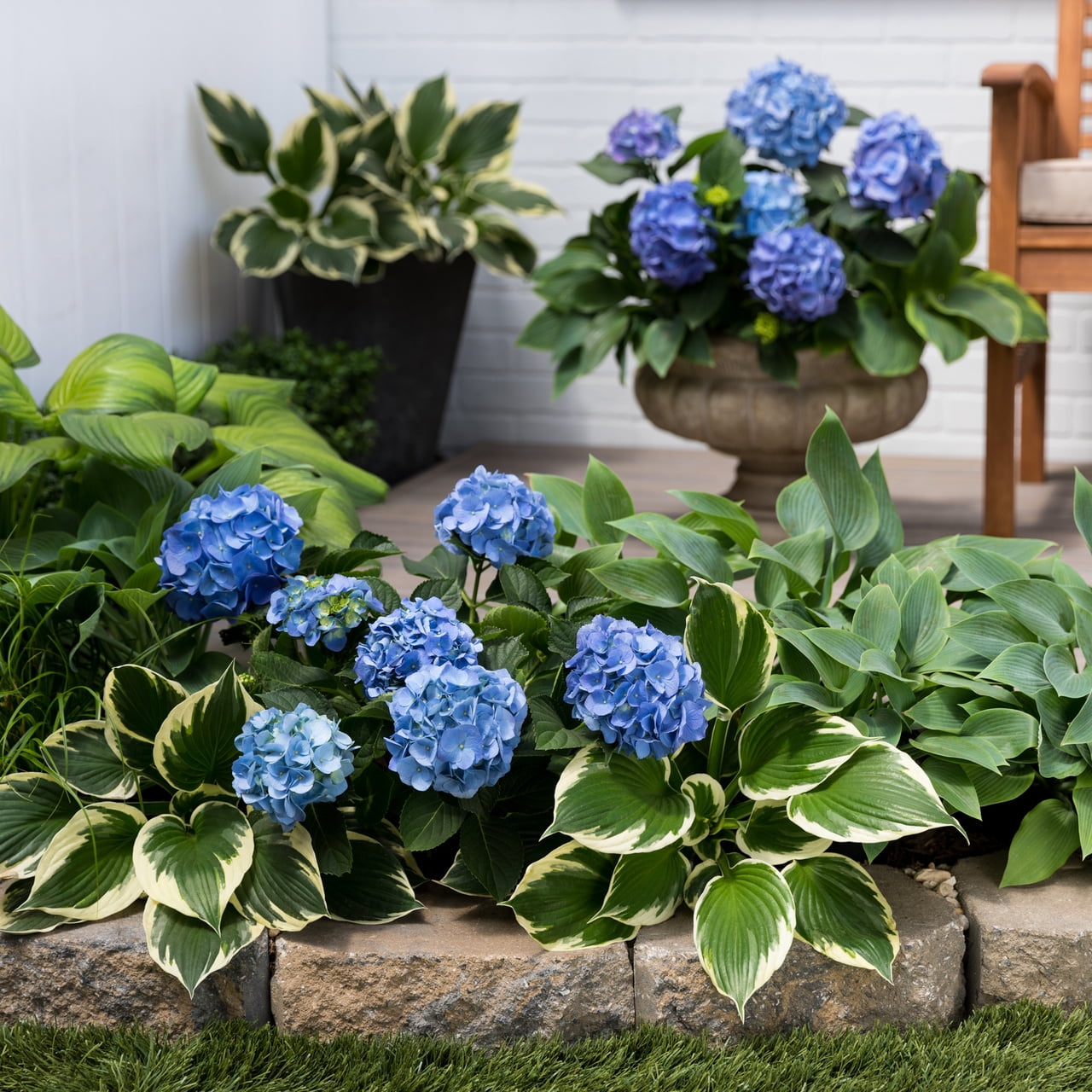 Image of Easter hydrangea plant with green flowers