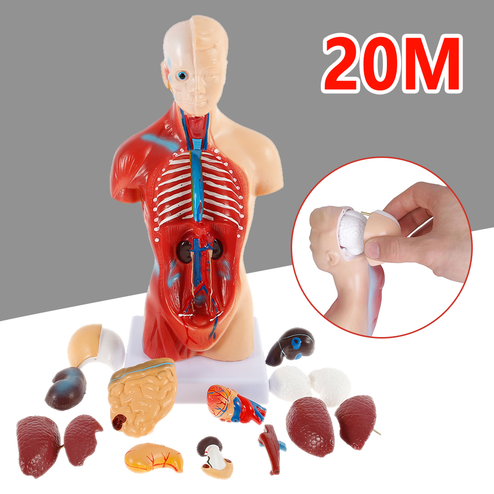 Charts & Posters Science Education xlpace Human Body Model for Kids