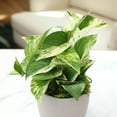 thumbnail image 2 of Marble Queen Pothos Plant in Stone Pot | Easy Houseplant | Filtered Light | Element by Altman Plants, 2 of 8