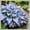 B, variant on Large-Leaved Hosta- Bulk-10 color options - Garden Stake for Outdoor Decoration--Fresh Natural--Accent--for Patio and Walkways--