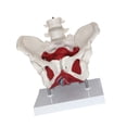 thumbnail image 3 of Modelo de Pelvis Femenina Modelo de Cadera Ciencia Médica Anatomía Médica con Músculos del Suelo Pélvico Modelo de Esqueleto Femenino para Ginecología, 3 of 8