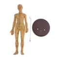 thumbnail image 3 of MagiDeal Acupuntura Humana y Moxibustión Modelo Femenino 48 cm 50 cm, 3 of 8