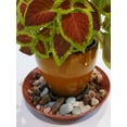 thumbnail image 5 of Austin Planter 6 inch(4.5 inch Base) Plant Saucer Terra Cotta colored (10 pack ) -Polypropylene-Indoor/Outdoor- Made in USA, 5 of 14
