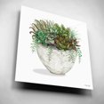 thumbnail image 5 of Epic Art 'White Wood Succulent III' by Cindy Jacobs, Acrylic Glass Wall Art, 12"x12", 5 of 8