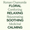 thumbnail image 4 of Plant Therapy Roman Chamomile Essential Oil 100% Pure, Undiluted, Natural Aromatherapy 30 mL (1 oz), 4 of 9