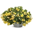 thumbnail image 6 of Proven Winners 4" Yellow Double Delight Primrose Begonia Live Plant in 4.25" Pot (4 Count), 6 of 8