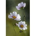 thumbnail image 2 of Disher, Mandy 23x32 Gold Ornate Wood Framed with Double Matting Museum Art Print Titled - Cosmos, 2 of 4