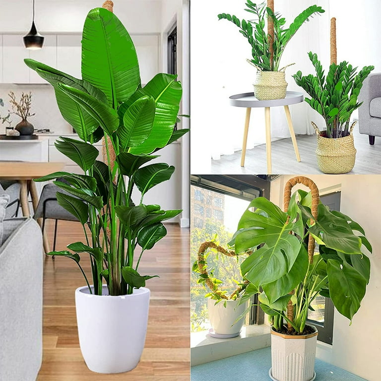 Moss Pole 2 Pack, 25" Coco Coir Pole Plant Support, Moss Pole for Plants  Monstera, Bendable Plant Sticks, Monstera Poles for Climbing Plants -  Walmart.com