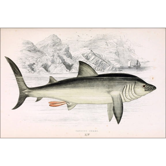 24"x36" Gallery Poster, Draw of a basking shark (Cetorhinus maximus) by Jonathan Couch Late 1700s
