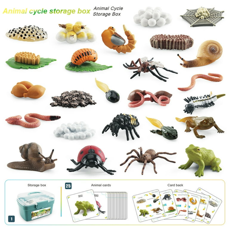 FUNNYFAIRYE Biology Discovery Toy - Realistic Frog, Butterfly, Chicken,  Mantis, Bee, Plants - Animal Figurines - Life Cycle Learning - Creative