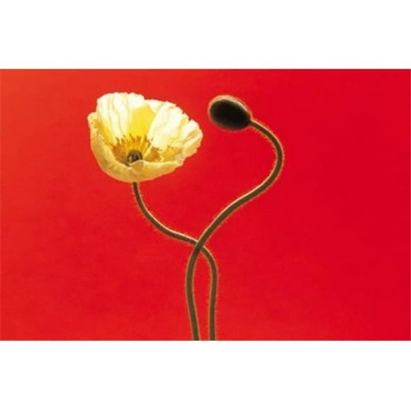 Panoramic Images PPI117886 Close up cream poppy and seed pod on red background Poster Print by Panoramic Images - 36 x 24