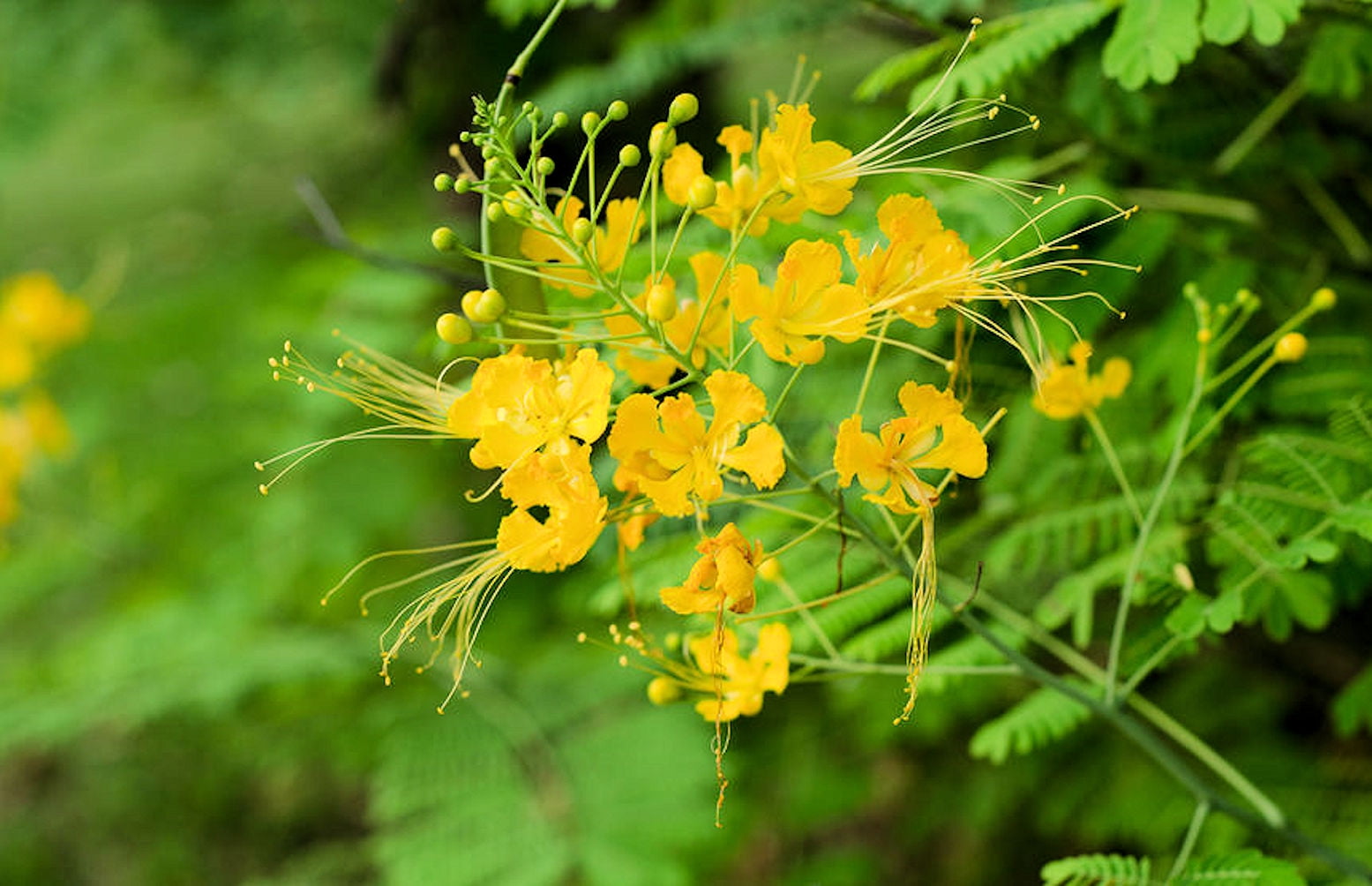 SEED PACK = == 10 Tropical SEEDS Yellow Peacock Flower Tropical Plant
