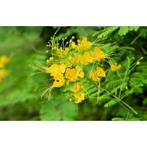 SEED PACK = == 10 Tropical SEEDS -Yellow Peacock Flower -Tropical Plant seed - See Description -Container Deck Gardens Caesalpinia pulcherrima- Serendipity Seeds