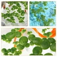 thumbnail image 4 of GOOHOCHY 8 bolsas de lentejas de agua flotantes: miniplantas flotantes artificiales para acuario, lentejas de agua artificiales realistas, decoraciones de plástico para peceras., 4 of 7